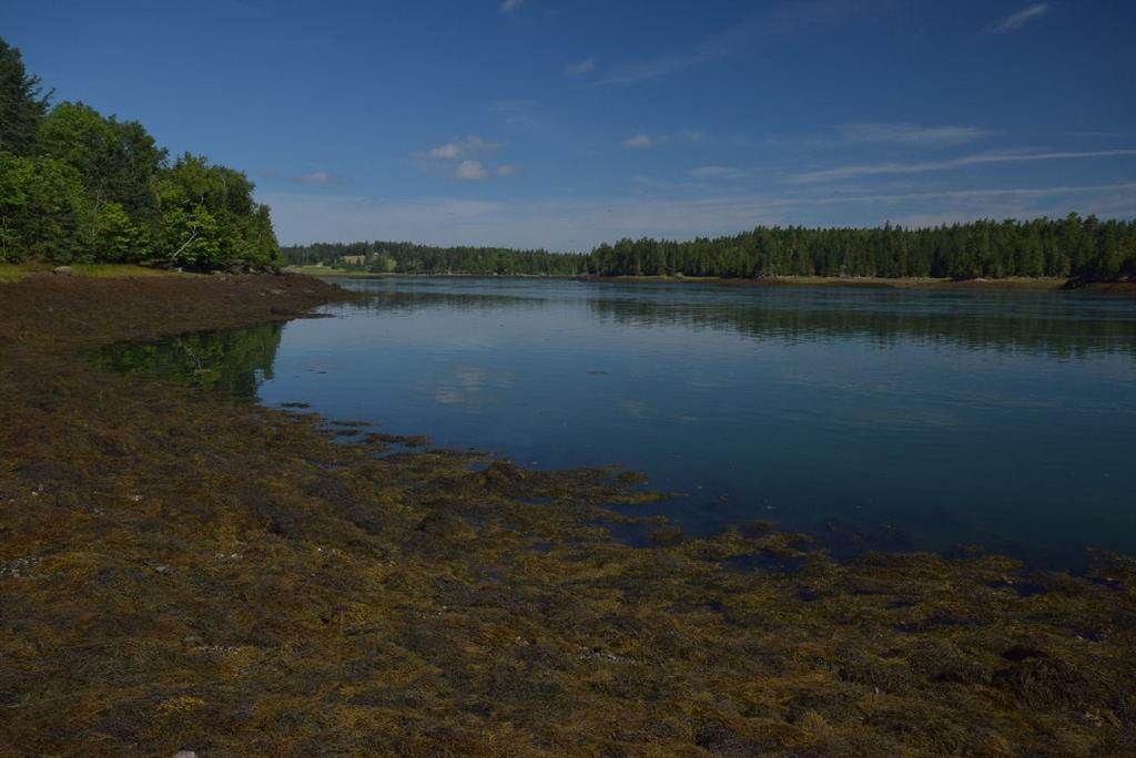 Looking West toward Reversing Falls Park