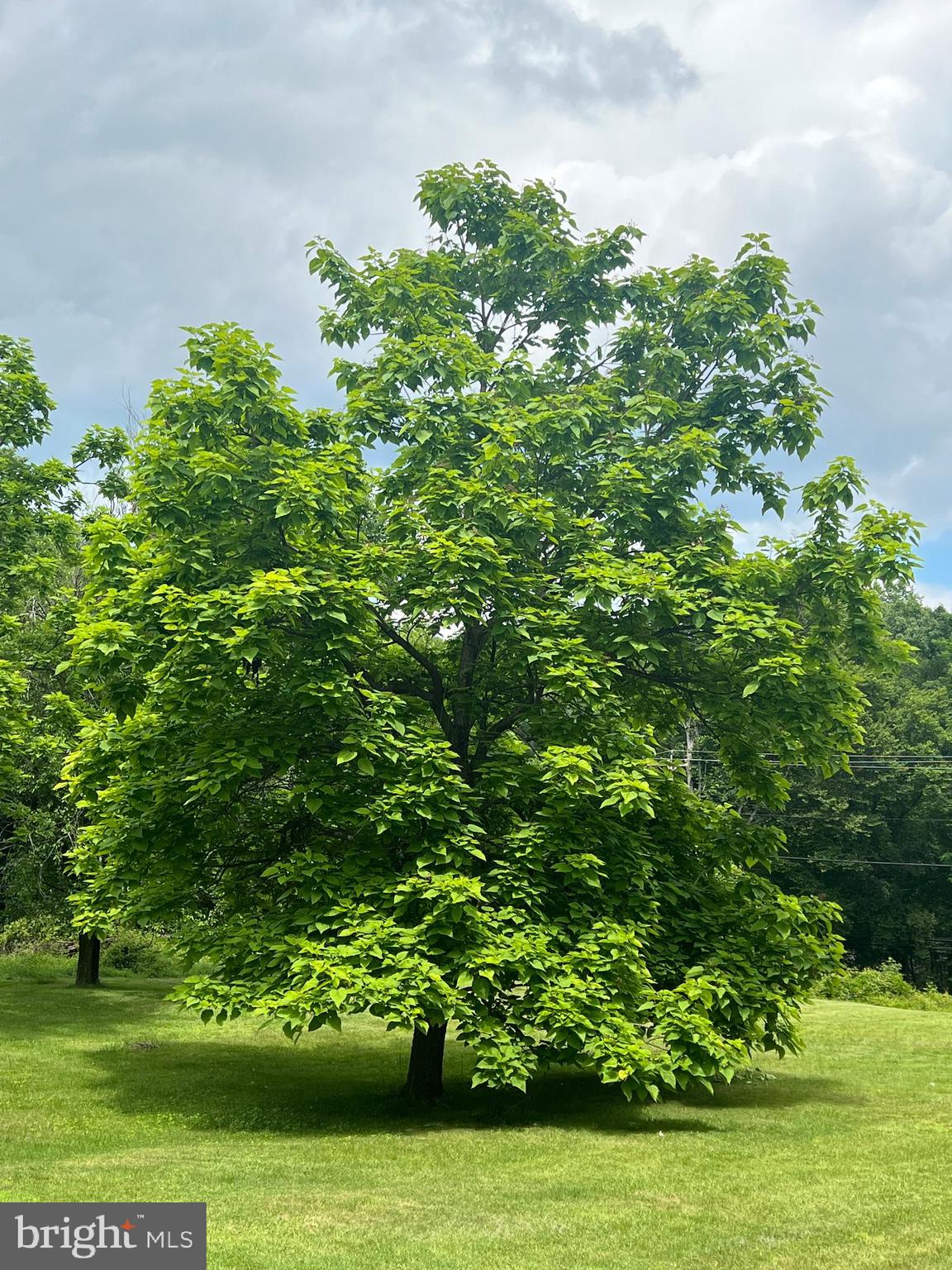 7308 Highbridge Road Bowie, MD 20720 - Photo 8 of 70 a view of a garden with a tree