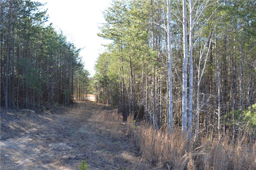 20.34-acres Beasley School Road Sandy Ridge, NC 27046 - Photo 11 of 19