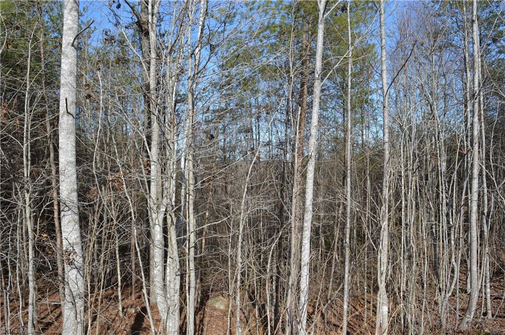 20.34-acres Beasley School Road Sandy Ridge, NC 27046 - Photo 6 of 19