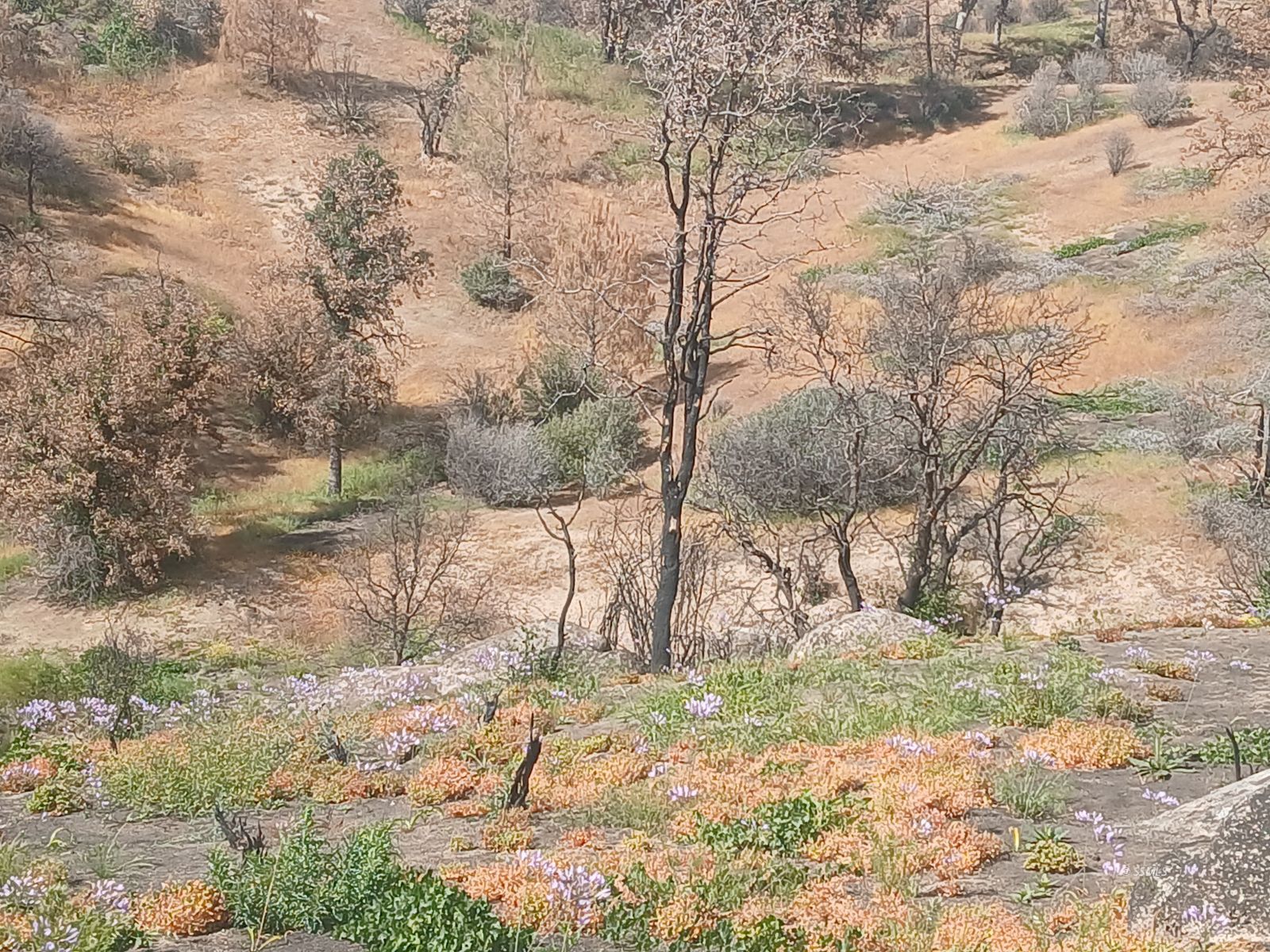 Kendall Road Caliente, CA 93518 - Photo 10 of 11