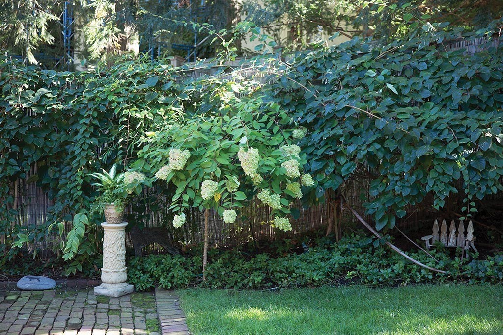 25 Edgehill Road Brookline, MA 02445 - Photo 8 of 9 Gallery Image 8