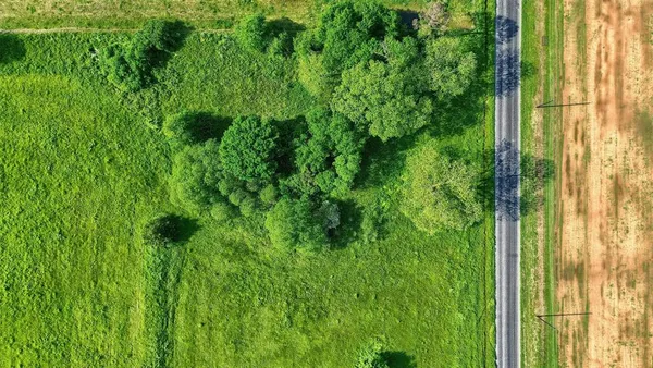 a view of a garden from a backyard