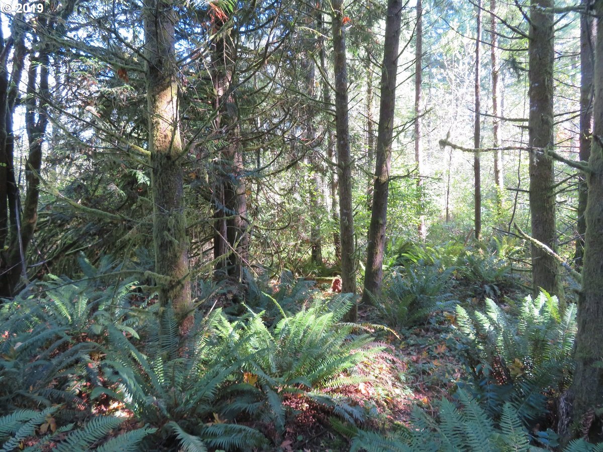 Monroe Road Winlock, WA 98596 - Photo 3 of 23