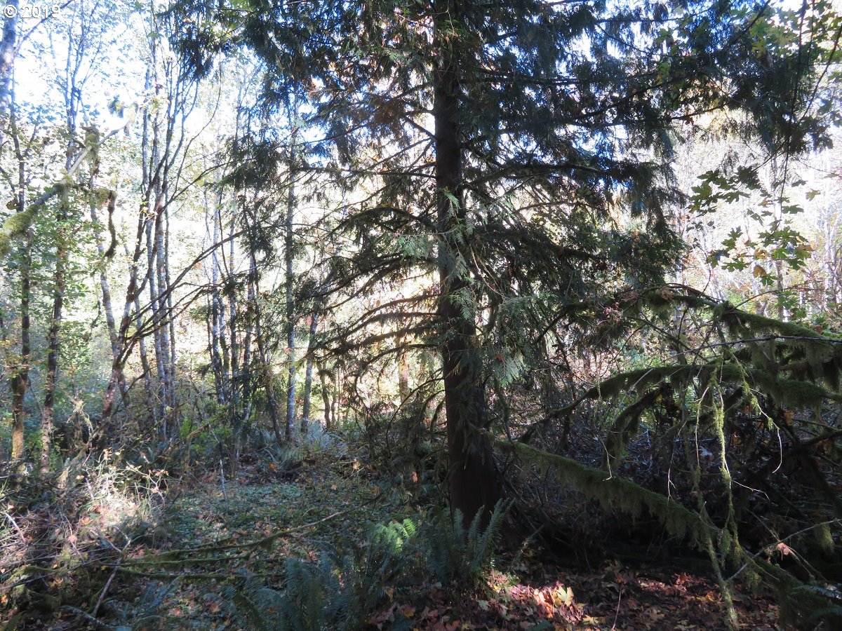 Monroe Road Winlock, WA 98596 - Photo 22 of 23