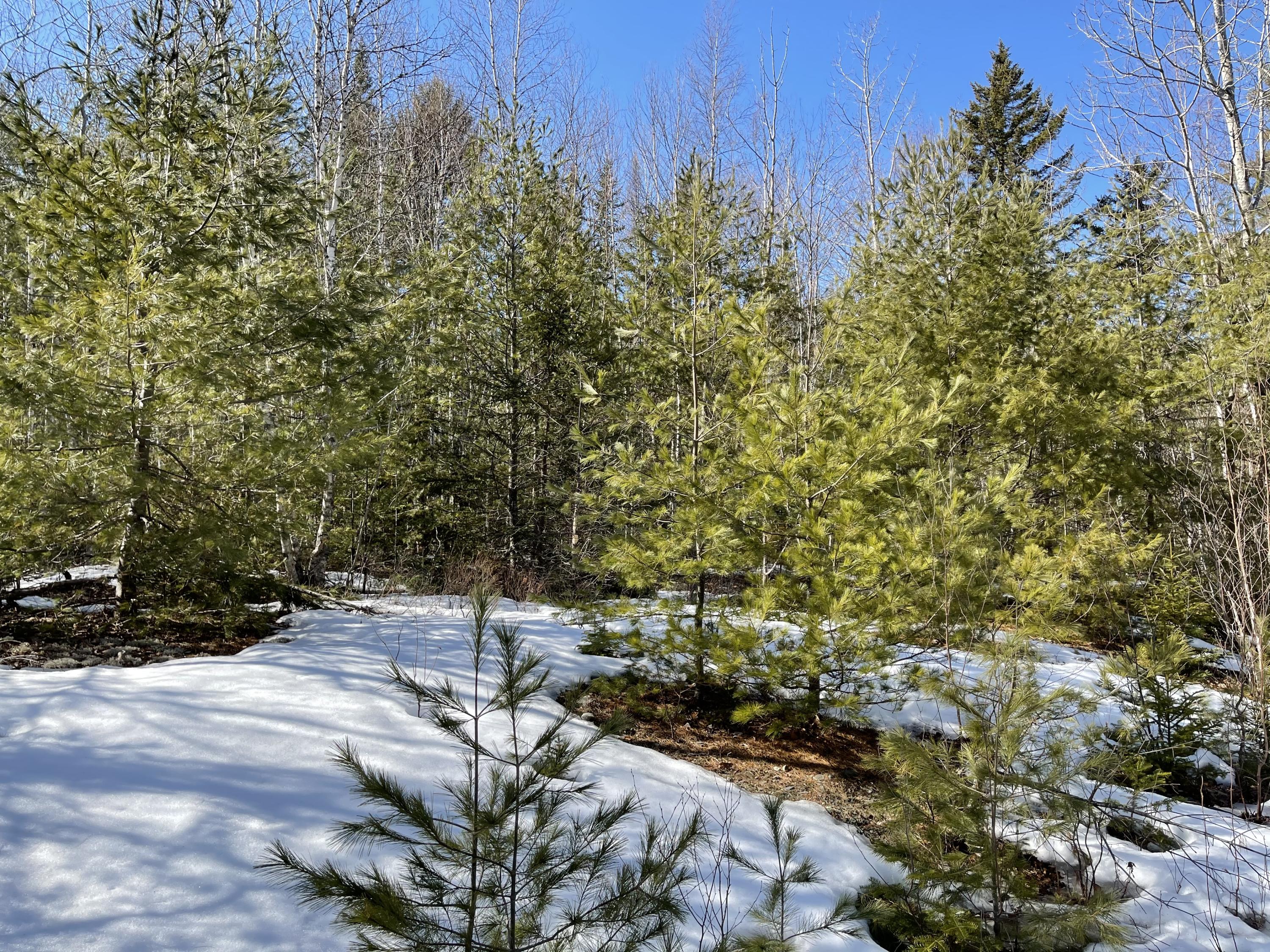 63-64 Kettle Ridge Northfield, ME 04654 - Photo 2 of 19 IMG-0818