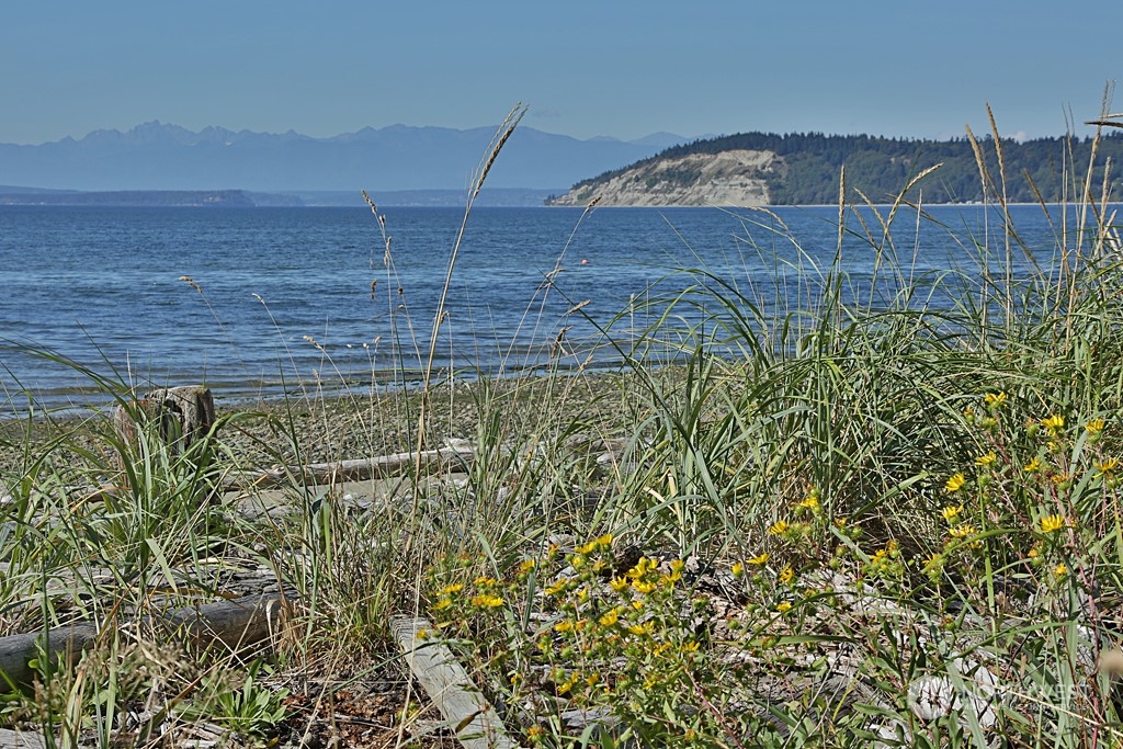 6329 Sahalee Court Clinton, WA 98236 - Photo 36 of 36 a view of a backyard of the house