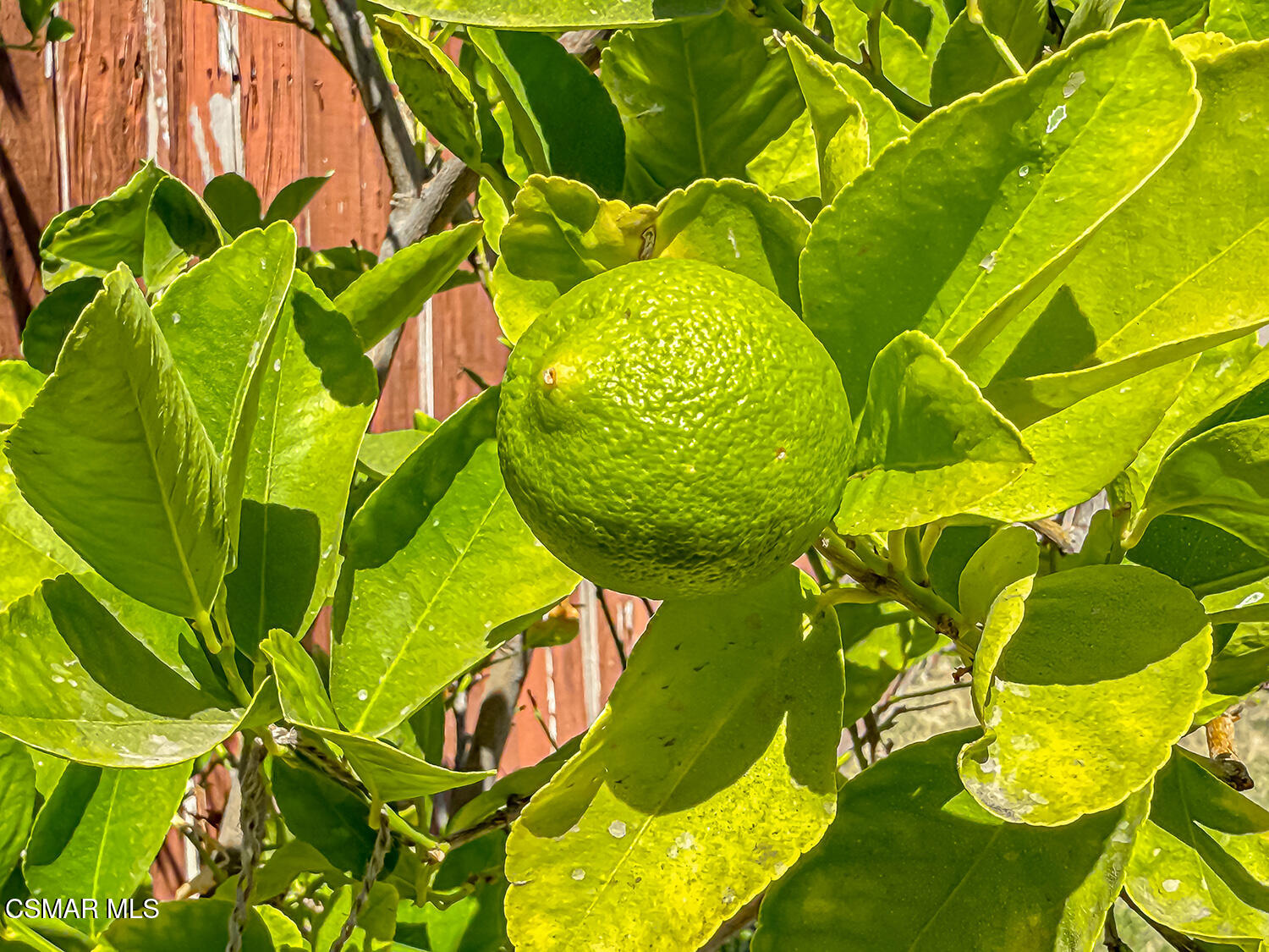 2448 Stow Street Simi Valley, CA 93063 - Photo 31 of 34 iBackyard3