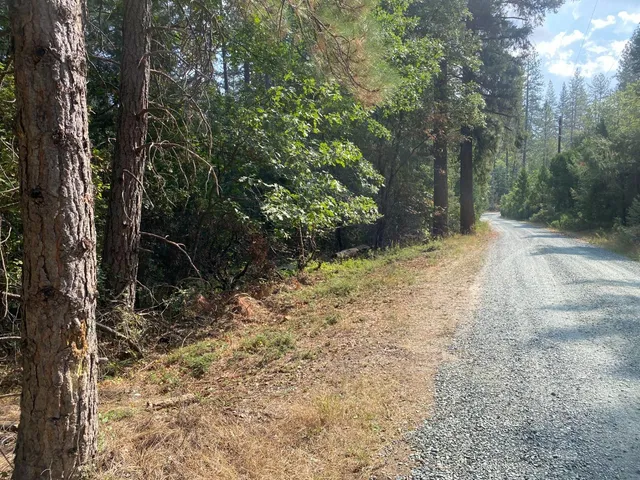 a view of a yard with plants and trees