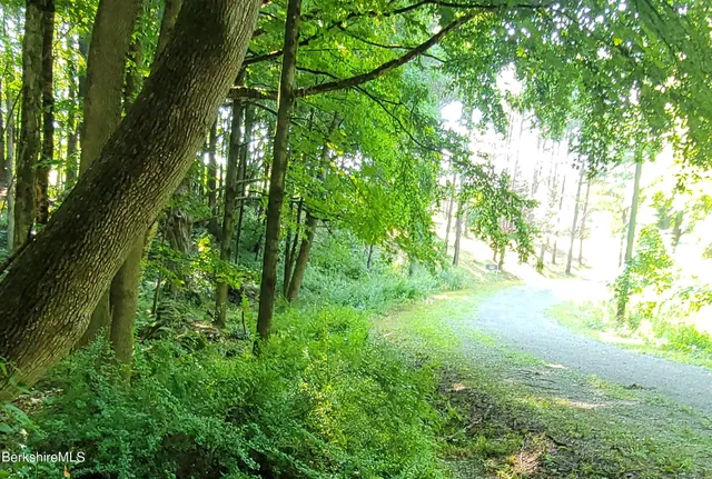 a view of a tree in a garden