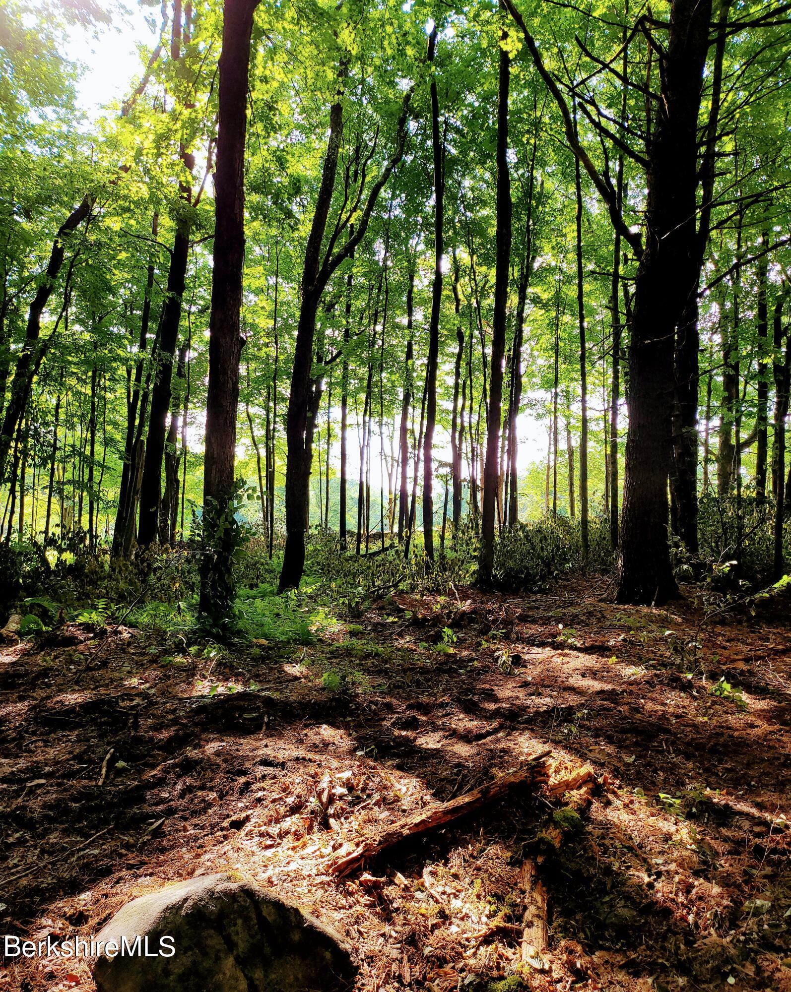 Lot 2 Leland Road Becket, MA 01223 - Photo 6 of 25 Deciduous canopy