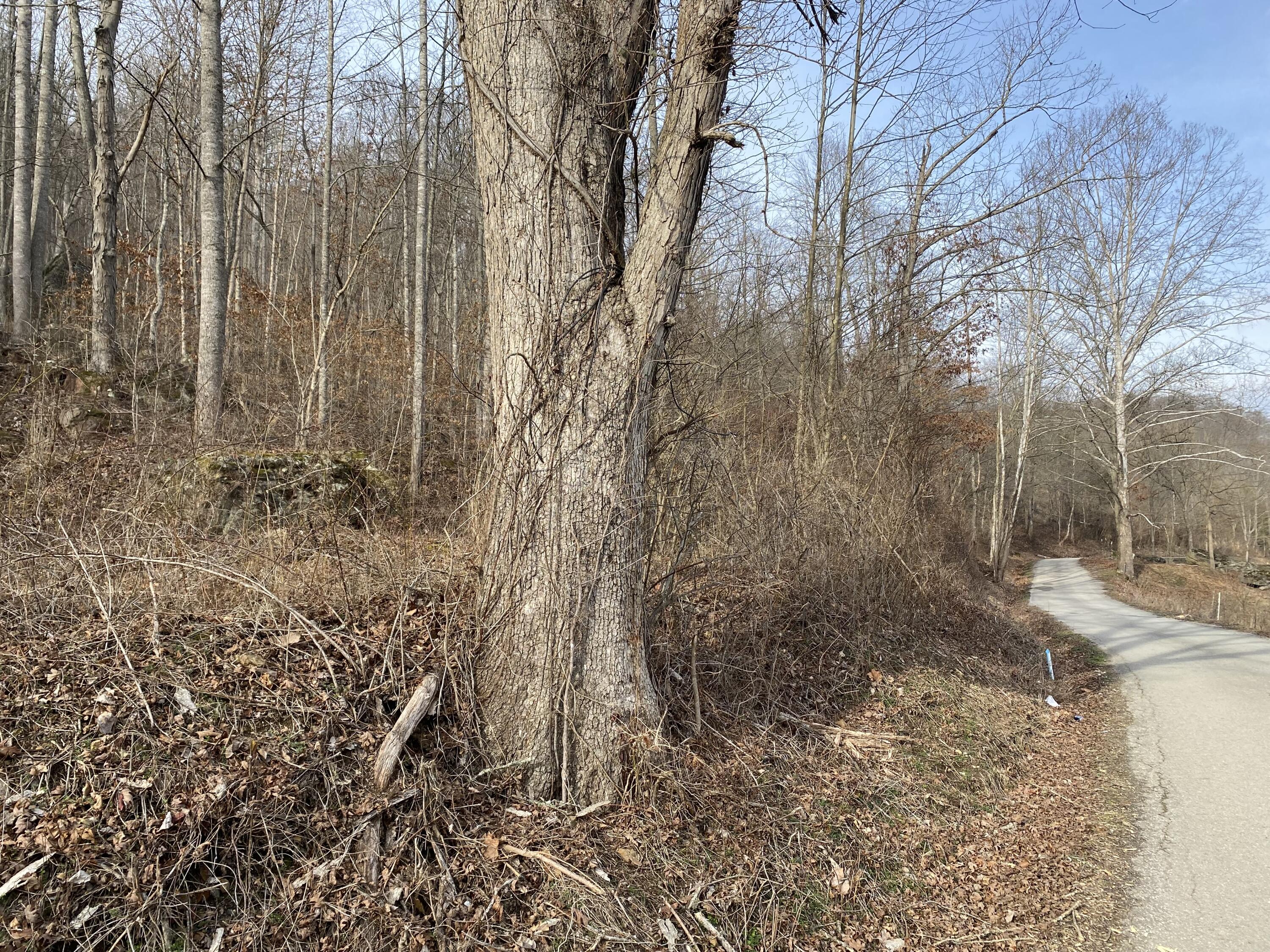 9999 Houston Broughton Road Flat Lick, KY 40935 - Photo 3 of 22 image_50434049