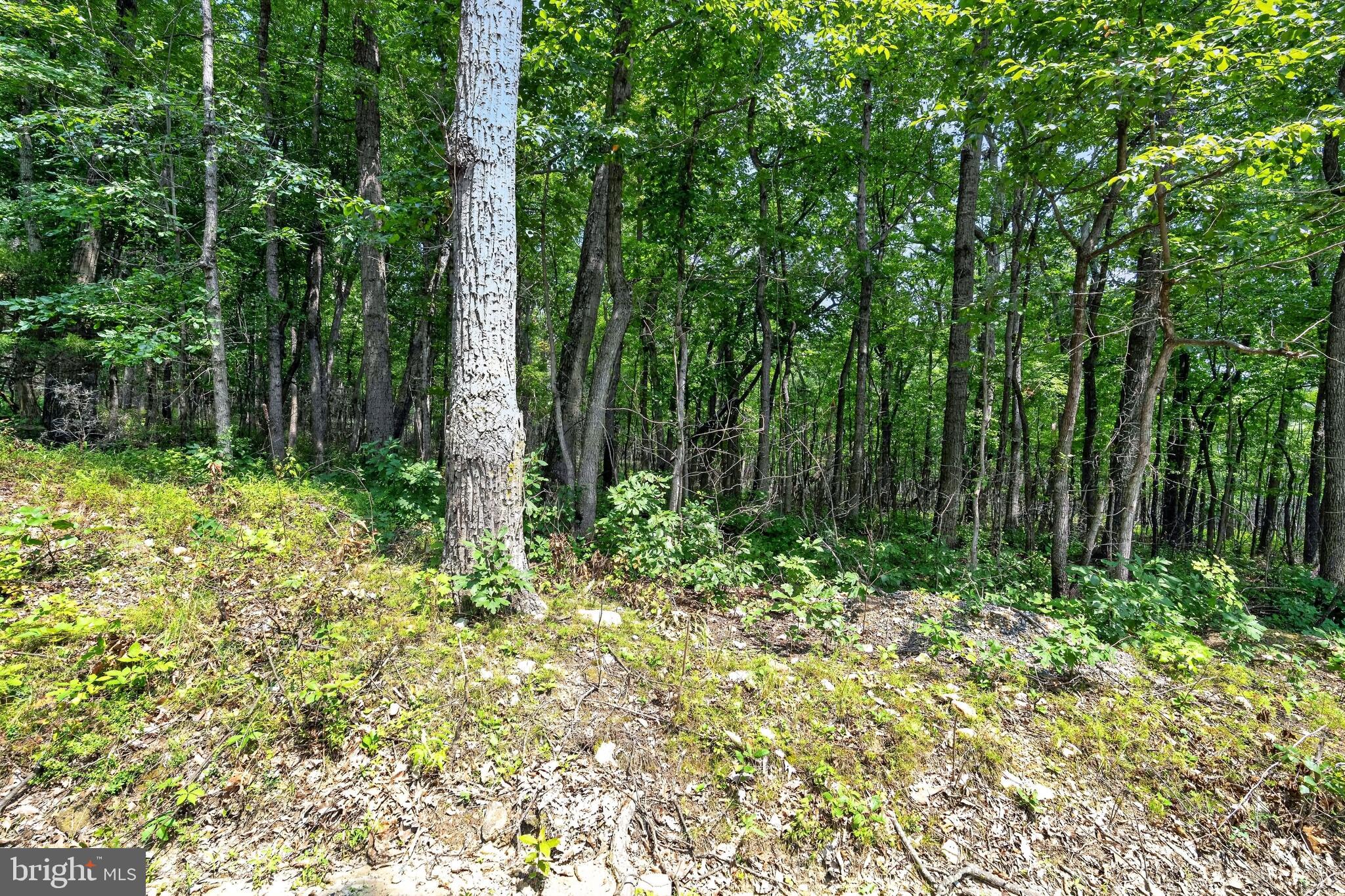 Indian Trail Road Luray, VA 22835 - Photo 23 of 23 Lush woodland retreat awaits discovery.