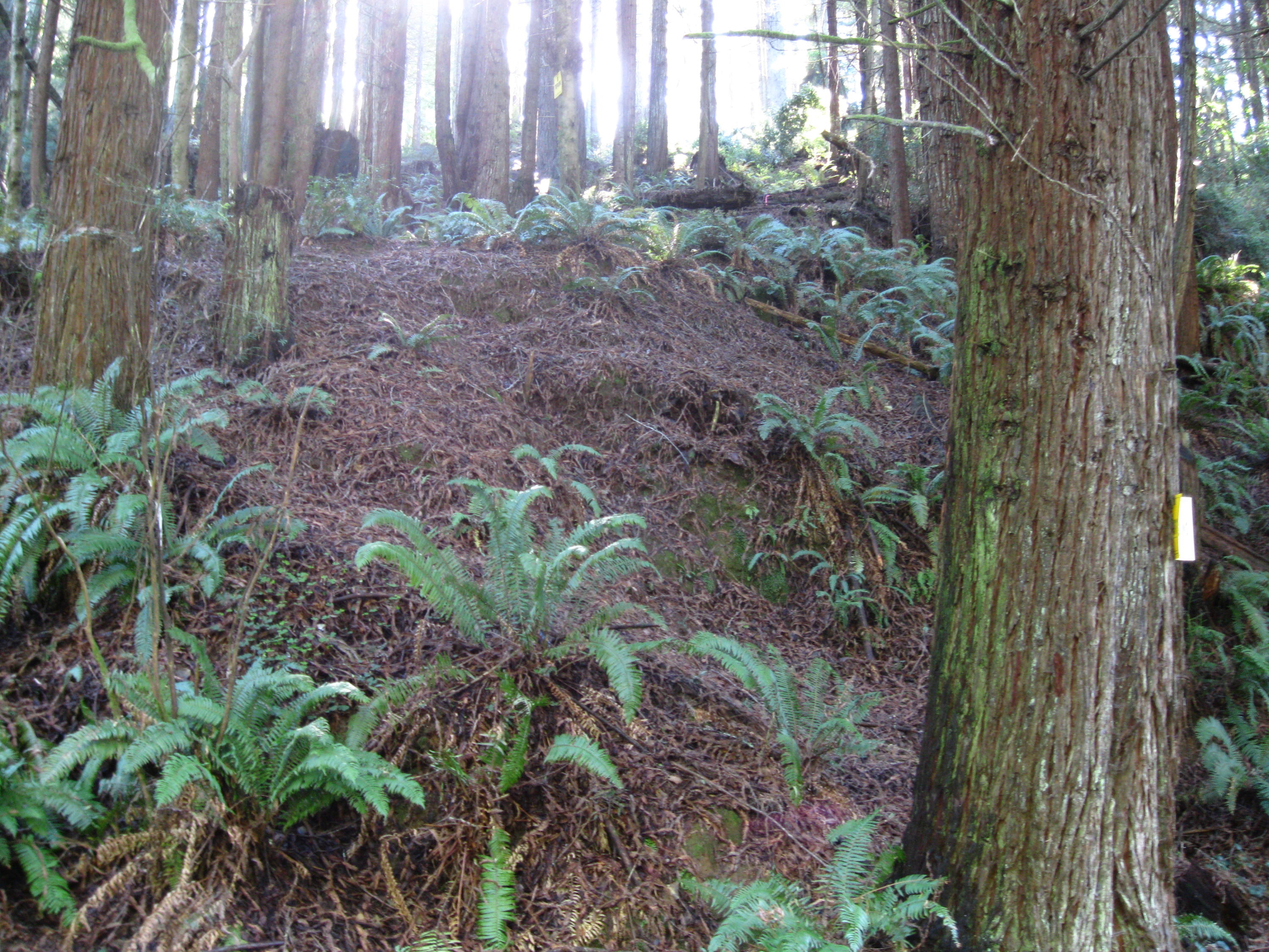 20 Beverly Drive Arcata, CA 95521 - Photo 4 of 9