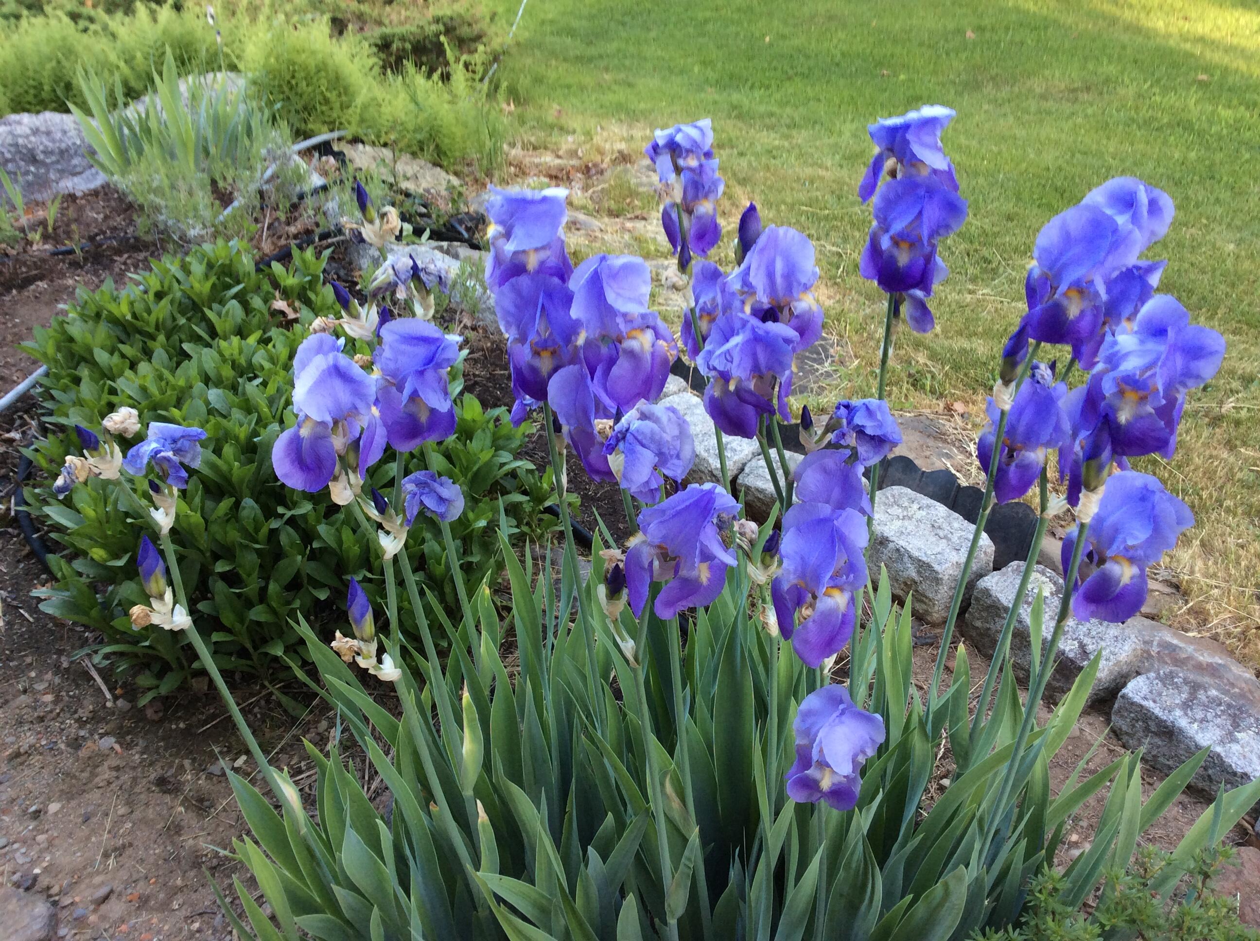 482 Back Road Shapleigh, ME 04076 - Photo 77 of 86 Summer 2