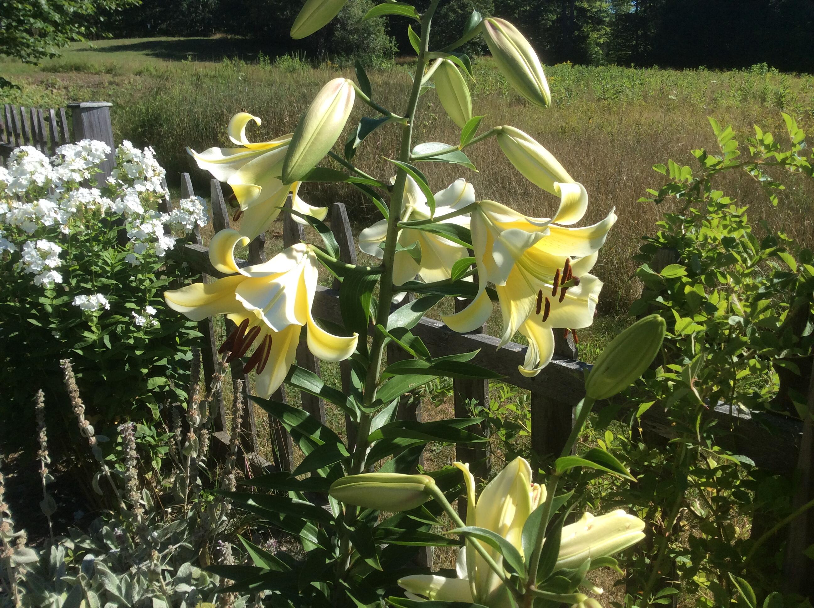 482 Back Road Shapleigh, ME 04076 - Photo 78 of 86 Summer 3