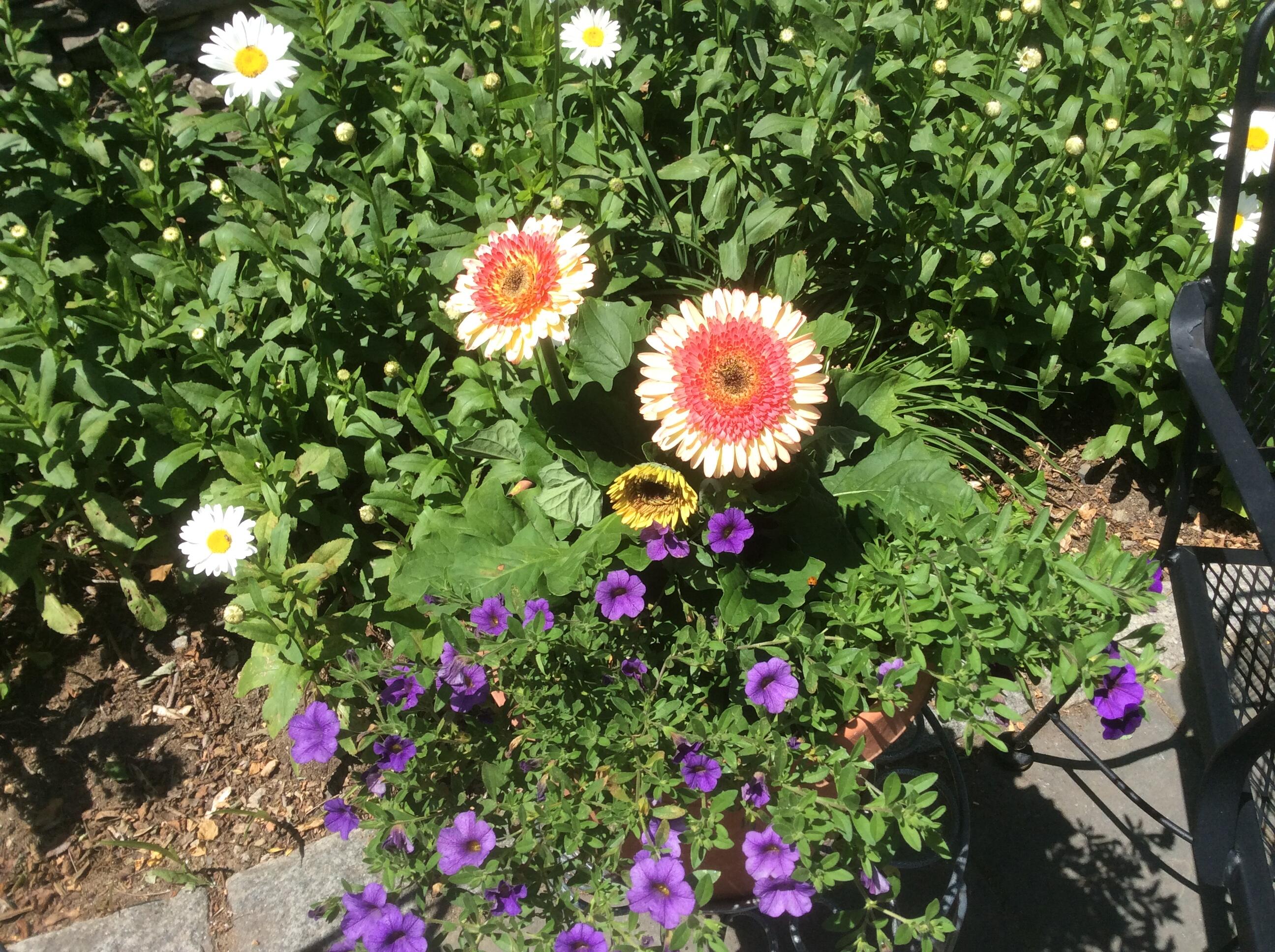 482 Back Road Shapleigh, ME 04076 - Photo 79 of 86 Summer 4