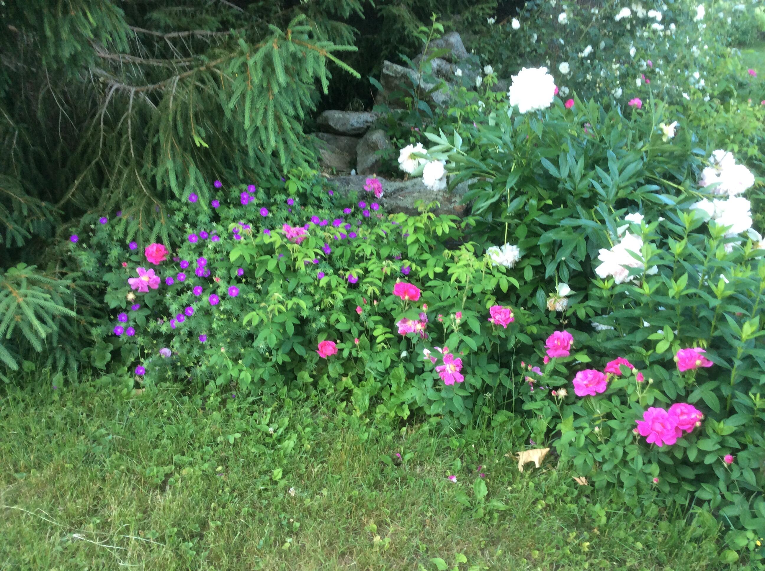 482 Back Road Shapleigh, ME 04076 - Photo 80 of 86 Summer 5