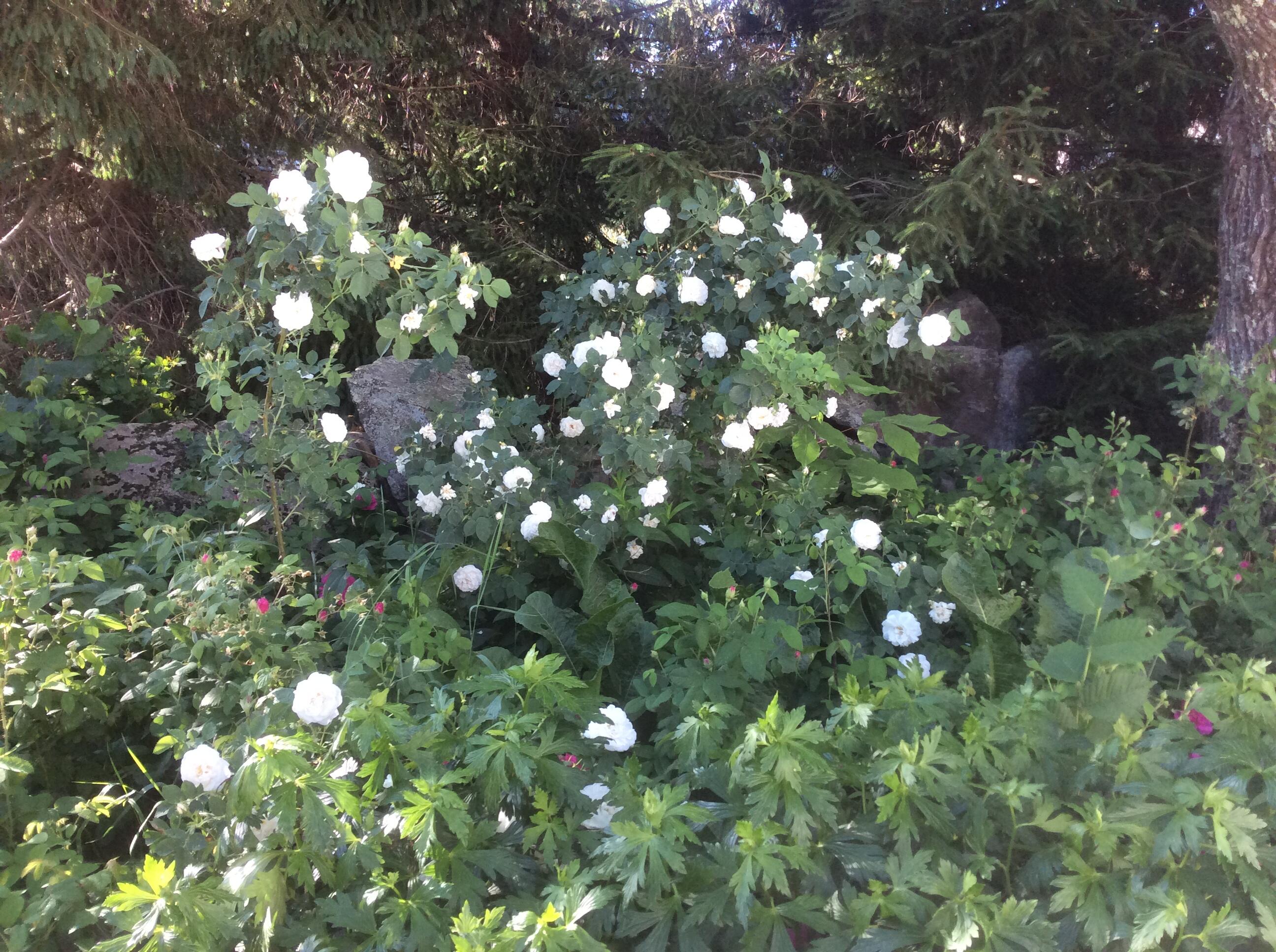 482 Back Road Shapleigh, ME 04076 - Photo 81 of 86 Summer 6