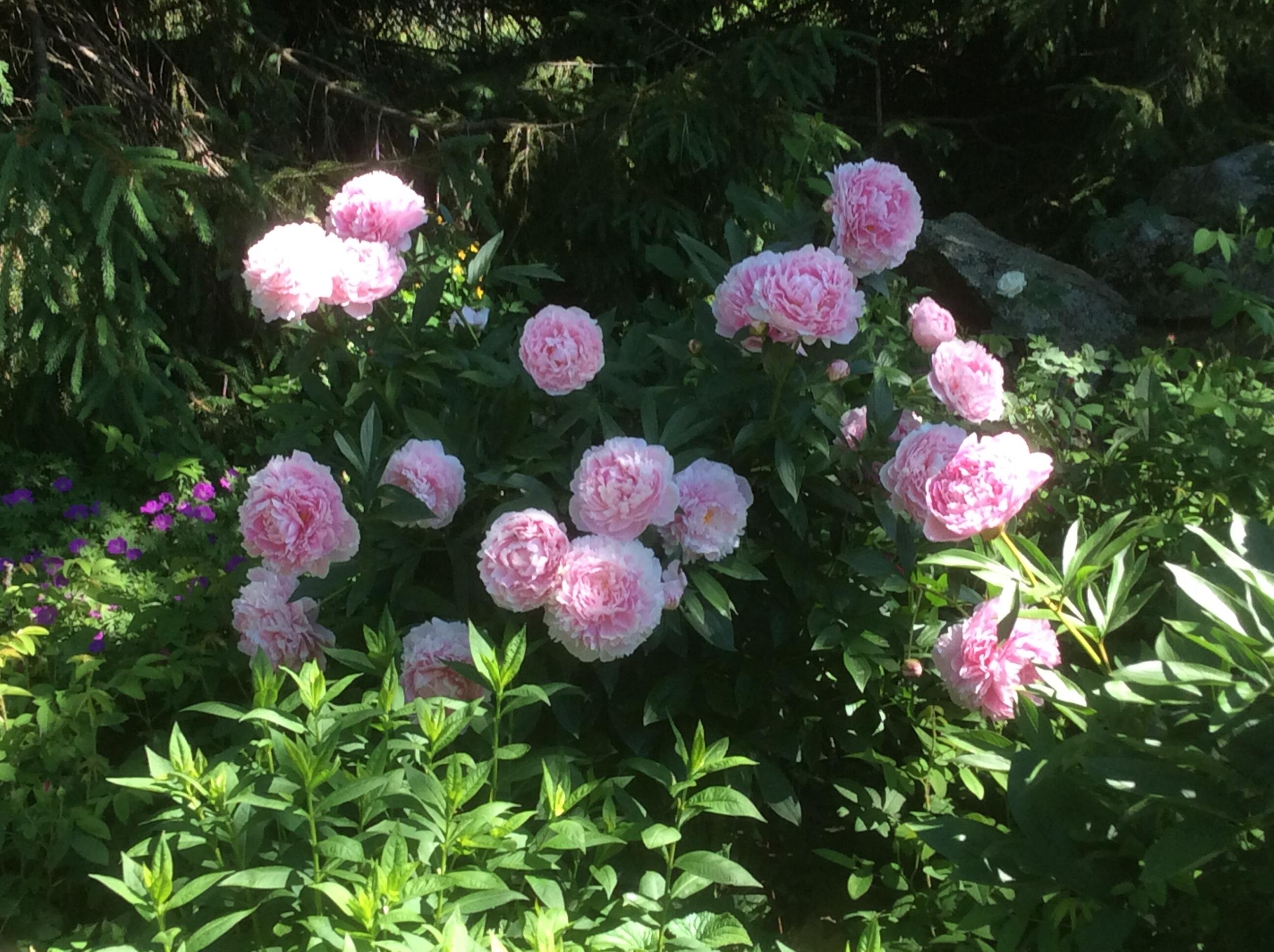 482 Back Road Shapleigh, ME 04076 - Photo 82 of 86 Summer 7