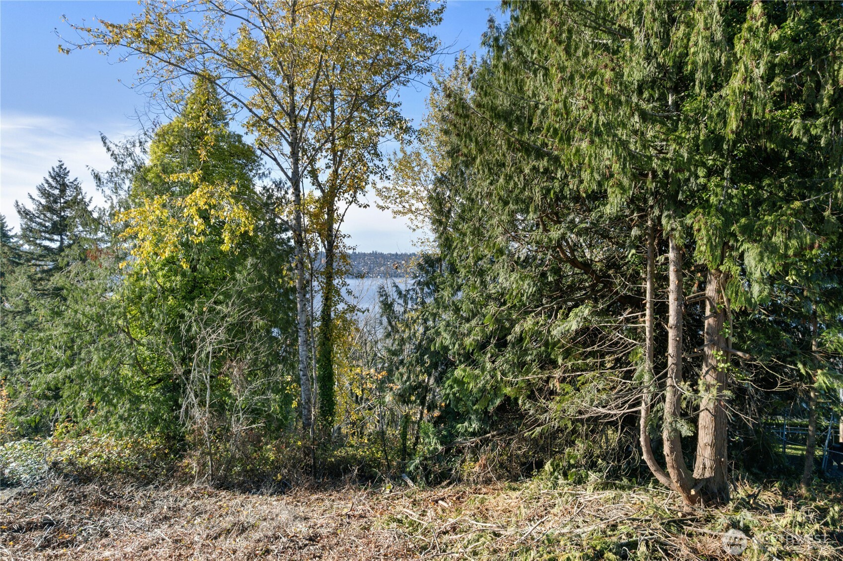1409 North 24th Street Renton, WA 98056 - Photo 11 of 16 a view of a yard with plants and trees