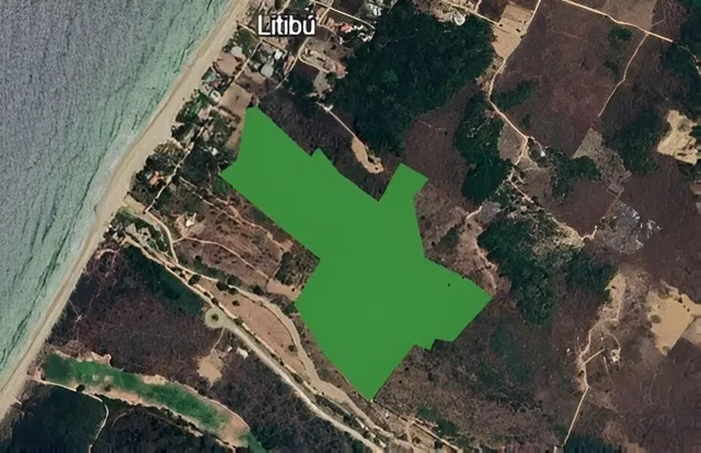 a view of a dry yard with lots of trees