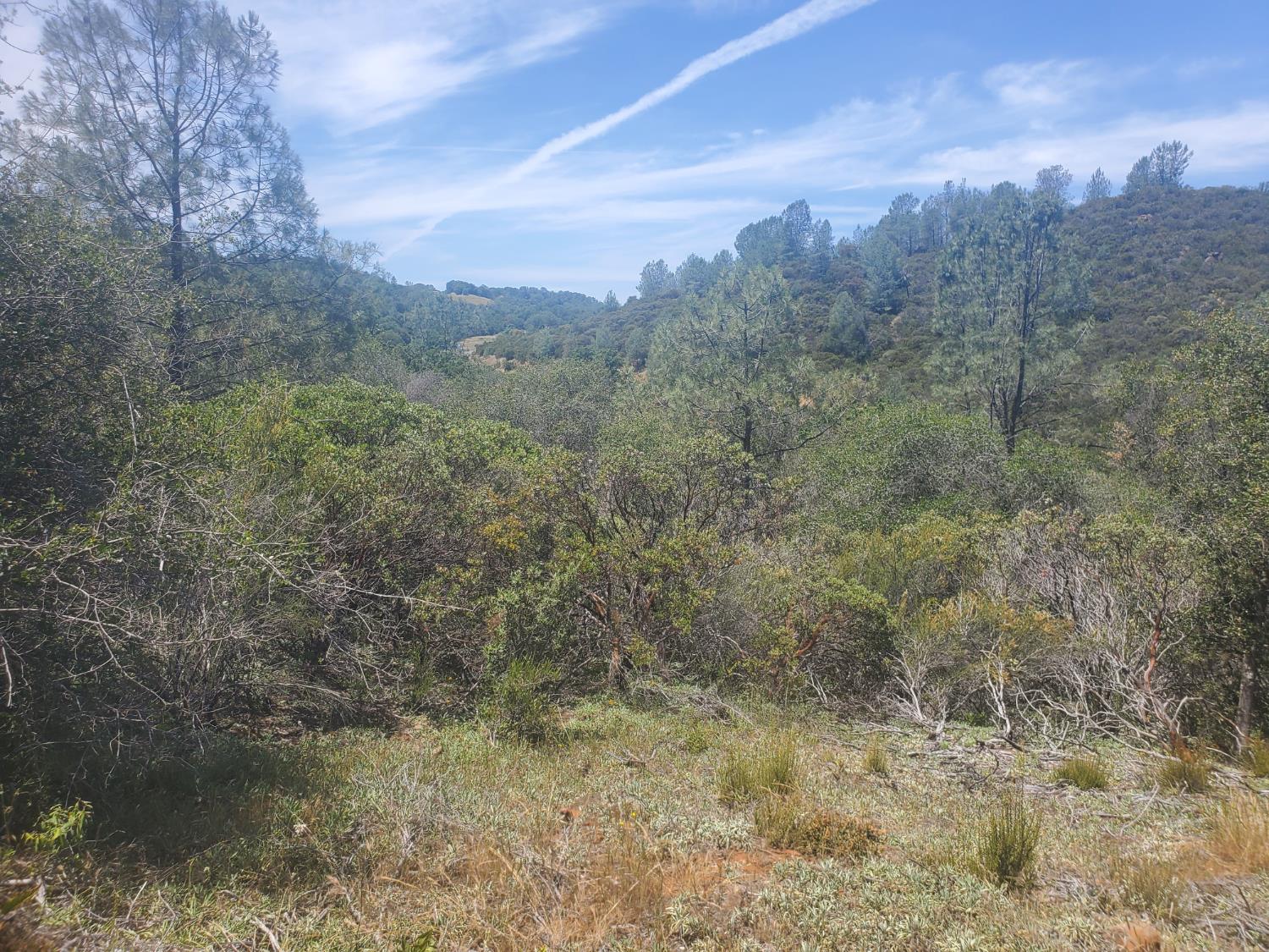 1190 Jurgens Road Rescue, CA 95672 - Photo 15 of 29 a view of a forest with trees in the background