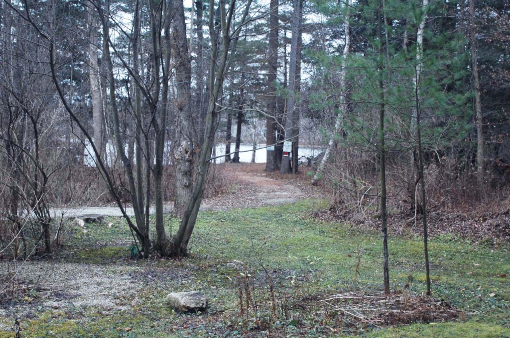 8 Grove Road Stockbridge, MA 01262 - Photo 3 of 5 a view of a forest that has large trees