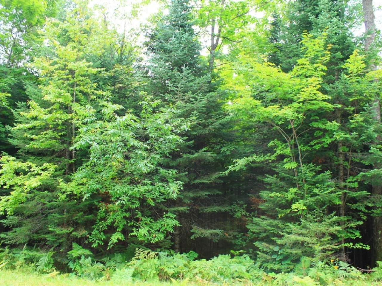 Lot 16 Timberline Road Mercer, WI 54547 - Photo 2 of 20 Gallery Image 2