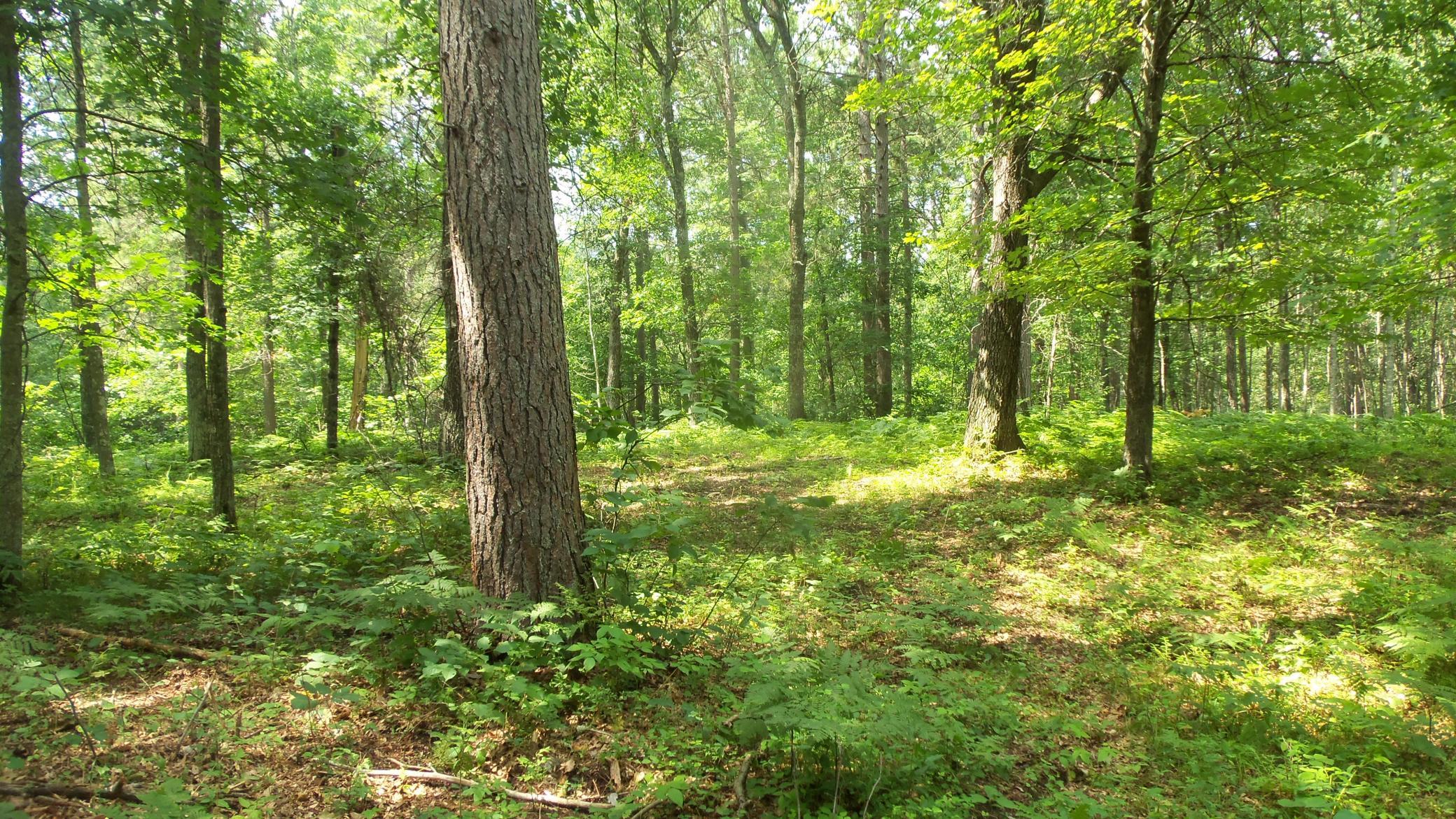 Lot 2 Birch Tree Trail Spooner, WI 54801 - Photo 9 of 14 Gallery Image 9