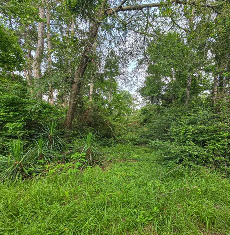 a view of a lush green forest