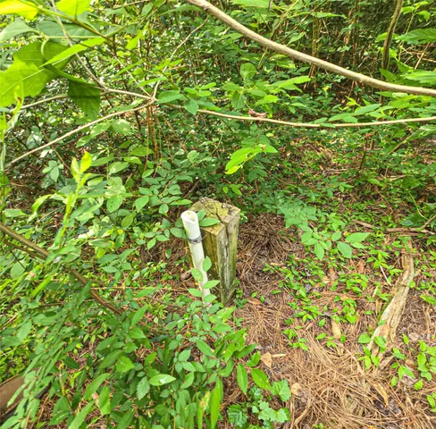 a backyard of a house with lots of green space and two plants