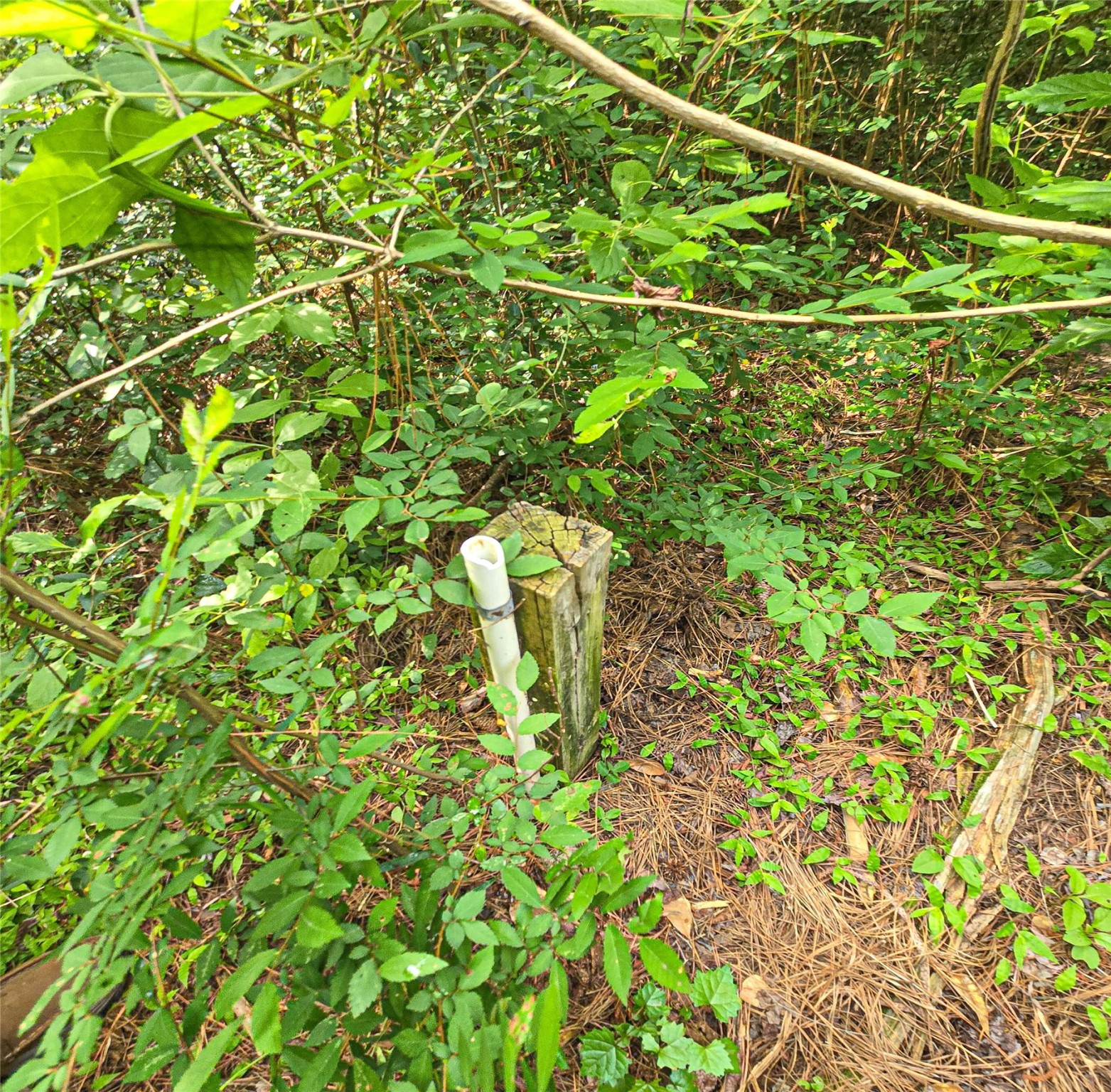 Tbd Jaguar North Onalaska, TX 77360 - Photo 4 of 7 a backyard of a house with lots of green space and two plants