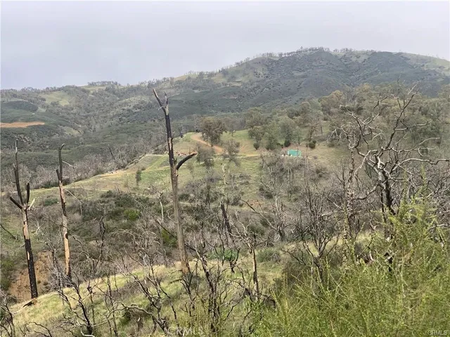 a view of a forest filled with trees