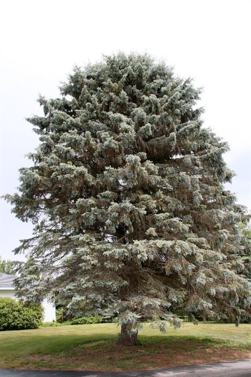 49 Old Neck Road Scarborough, ME 04074 - Photo 9 of 20 Front yard Spruce tree