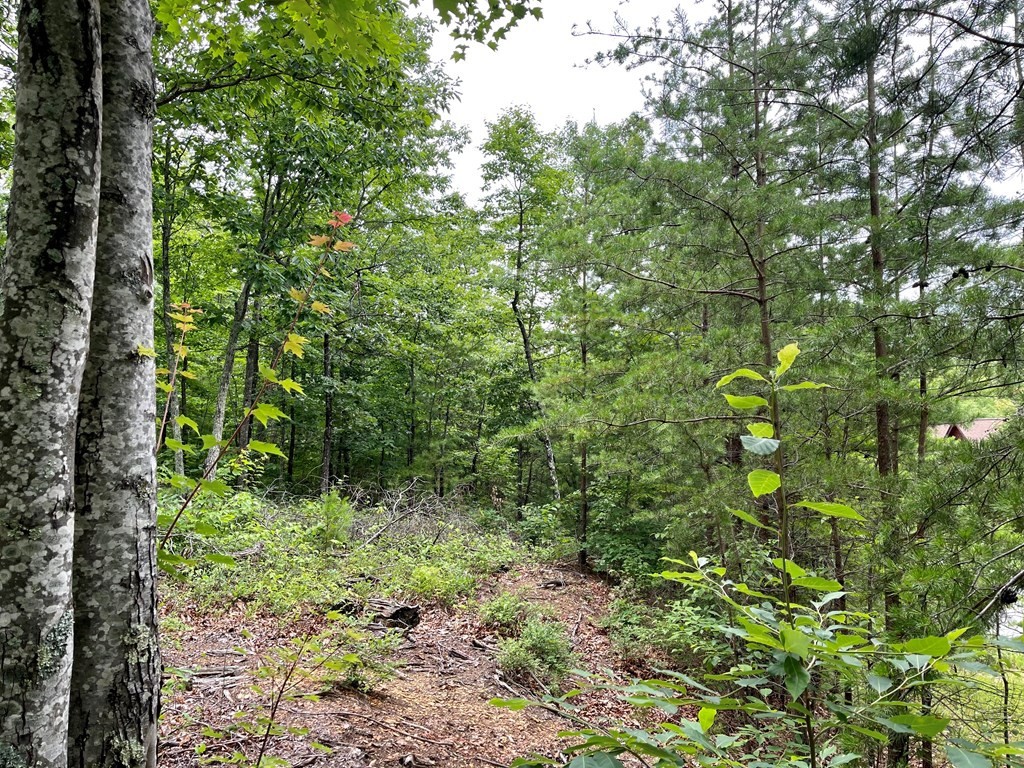 47 Harvest Moon Road Sevierville, TN 37862 - Photo 5 of 9