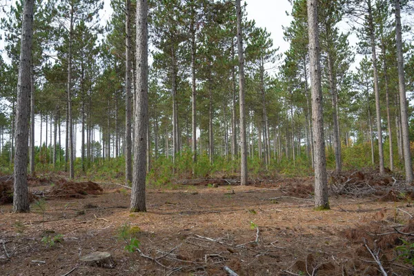 $35,000 | Lot 4 Bollig, Nekoosa, WI 54457
