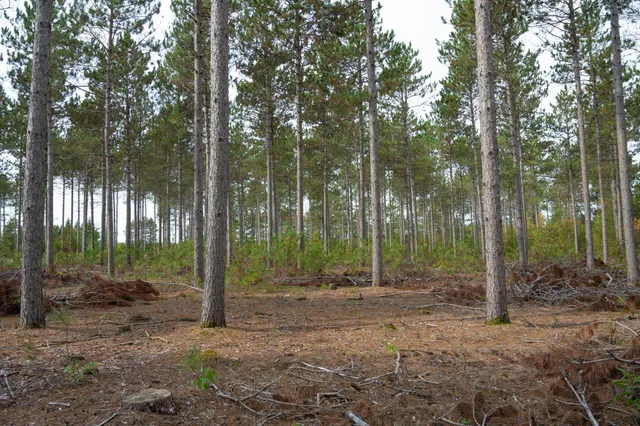 $35,000 | Lot 4 Bollig, Nekoosa, WI 54457