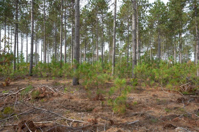 $35,000 | Lot 4 Bollig, Nekoosa, WI 54457