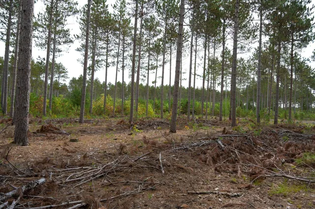 $35,000 | Lot 4 Bollig, Nekoosa, WI 54457