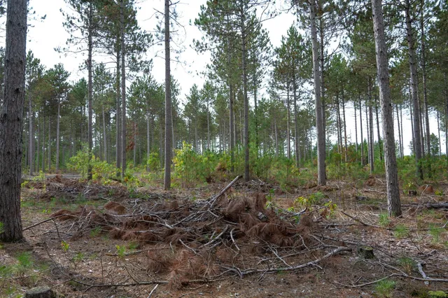 $35,000 | Lot 4 Bollig, Nekoosa, WI 54457