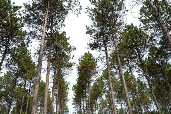 $35,000 | Lot 4 Bollig, Nekoosa, WI 54457