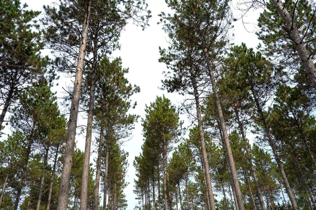 $35,000 | Lot 4 Bollig, Nekoosa, WI 54457