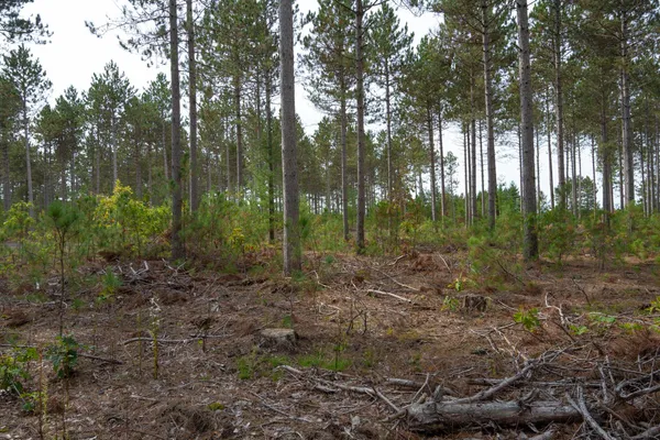 $35,000 | Lot 4 Bollig, Nekoosa, WI 54457