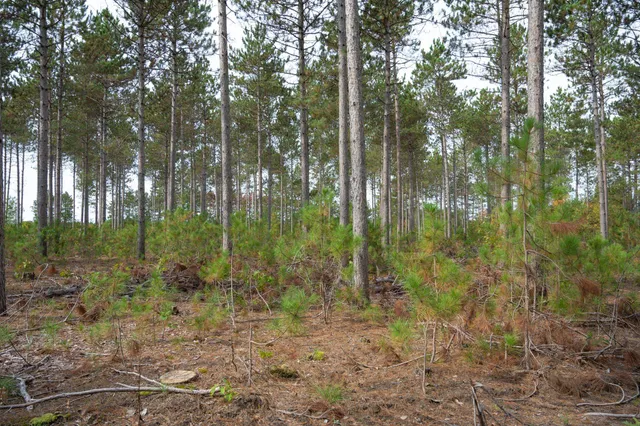 $35,000 | Lot 4 Bollig, Nekoosa, WI 54457