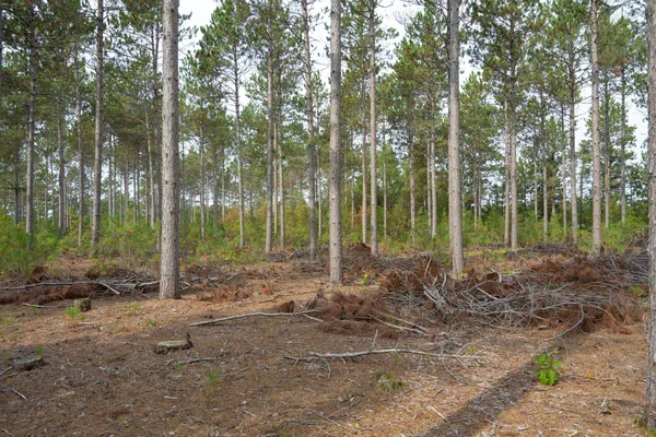 $35,000 | Lot 4 Bollig, Nekoosa, WI 54457