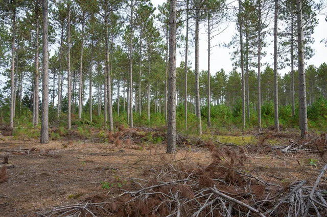 $35,000 | Lot 4 Bollig, Nekoosa, WI 54457