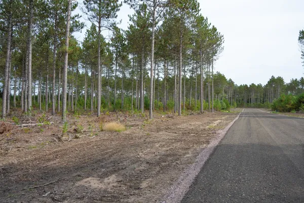 $35,000 | Lot 4 Bollig, Nekoosa, WI 54457