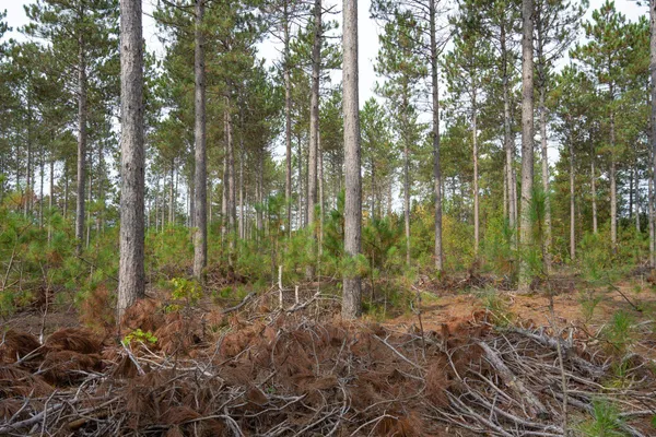 $35,000 | Lot 4 Bollig, Nekoosa, WI 54457