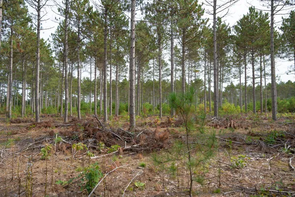$35,000 | Lot 4 Bollig, Nekoosa, WI 54457